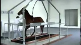 Equipo de ejercicio para caballos / veterinaria - Equiboard