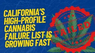 California&rsquo;s high-profile cannabis failure list is growing fast