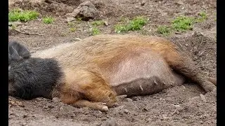 The Domestic Pig (Sus Scrofa Domesticus Or Only Sus Domesticus) Often Called Swine Hog Or Simply Pig