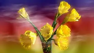 How to Grow and Care for Daffodils