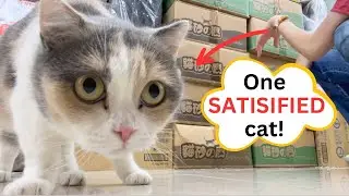 How to Soothe Female Cat in Heat (Pressure Point Hack)