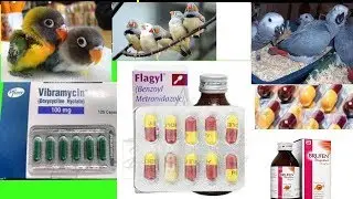 How to Take a Syrup in Birds | Budgies | Cocktail | Java | Finches | Lovebirds