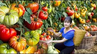 Harvest giant mutant hybrid tomatoes to sell - Unique traditional recipe best fruit sauce in village