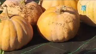 Cómo hacer vermicompost para mejorar el suelo