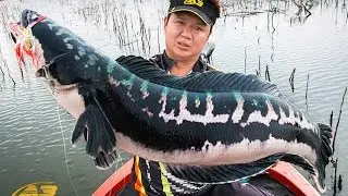 สงครามพิชิตนักล่า ชะโดกัดน้ำกระจาย