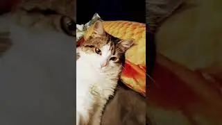 Покупаем на 150 подписчиков новую кагтеточку #catlover #cat #cute #pets #kitten