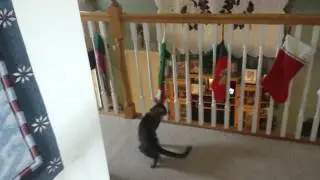Cat Attacks Christmas Stocking