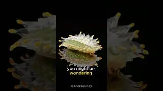 Jewel Caterpillars are hidden gems! #shorts #insects #caterpillar