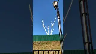 Дом - отреставрировать. Русскую 🇷🇺 берёзу - мумифицировать! Круто я придумал. Профессия урбанист.