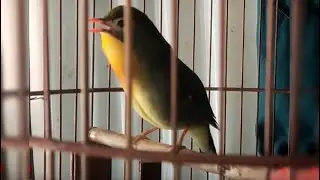 Ocehan Lantang Burung Robin Gacor Bersuara Merdu
