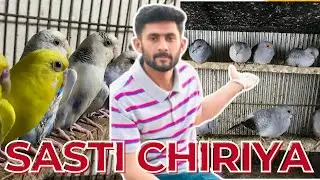 Multan Pets Market | arstalian birds | china dove | finch