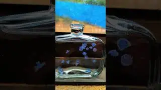 Tiny blue jellyfish aquarium hobby