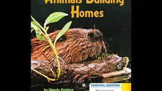 Animals Building Homes