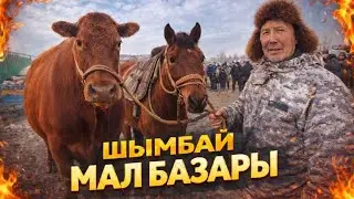 ТЕЗ ХАБАР!😱1-ФЕВРАЛДАН ШЫМБАЙ МАЛ БАЗАРЫ БАХАЛАРЫ ӨЗГЕРДИ!