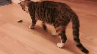 고양이 포비의 바퀴벌레? 놀이 (Cat Play with Cockroach)