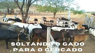 Soltando o gado para o cercado! #gadonocurral #vaqueironalida #lidadegadononordeste