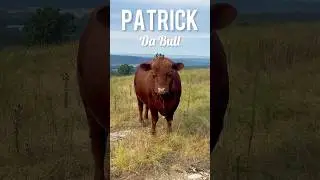 The Most Dangerous Farm Animal #shorts
