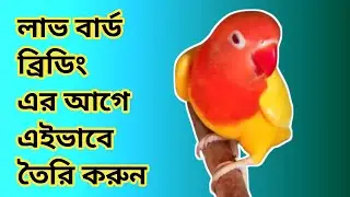 লাভ বার্ড ব্রিডিং এর আগে এইভাবে তৈরি করুন।Lovebird Breeding problem solved 😅