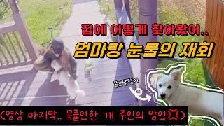 🥹😥Heartwarming: Lost Rescue Dog Returns Home After Being Gone. (*Thank you, Kind stranger🙇&zwj;♀️)