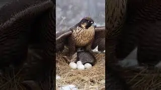 Mother Bird Shields a Kitten and Her Eggs A Heartwarming Act of Nature #wildlife #animals #nature