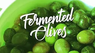 Fermenting Fresh Olives - Delicious olives, with probiotic benefits. An easy, but slow curing method