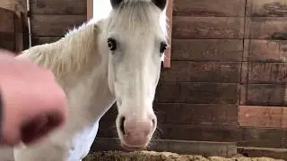 VLOG NA HÍPICA NOVA!