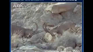 Walia Ibex Fighting
