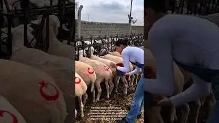 Traditional Method of Sheep Branding Using a Symbol