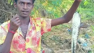 Unblievable Snakehead fishing NEW #fishing #snakehead#hookfishing #bigfish #fishingtips#fishingtrick