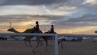 شوط الحيل :سطو /ياسر عواد الحويطي .
