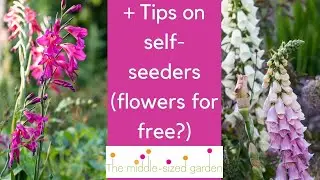 Early summer garden tour - tips on self seeding plants + what to do now for beautiful flowers later