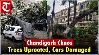 Heavy Rain & Strong Winds Lash Chandigarh, Trees Uprooted, Cars Damaged
