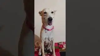 Animal Song Video Viral Song Video YouTube