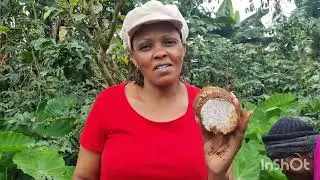 AFRICAN VILLAGE LIFE,HARVESTING ARROWROOTS