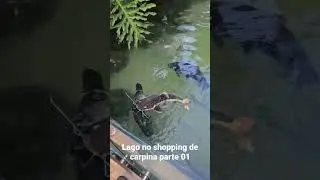 s&oacute; monstro no lago do shopping carpina parte 1 #shorts #shortvideo #aqu&aacute;rios