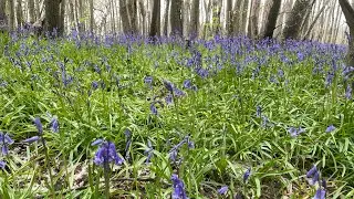 Bluebell Woods - English Forest -  Relaxing Nature Walk Video & Sounds May 2021 Kent U.K.