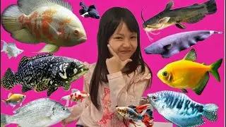 Mencampur semua ikan hias ikan sepat Brazil ikan Kafiat ikan koi ikan Oscar ikan manfish ikan koki