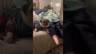 Cuddly pugs cling to 'emotional support blow up doll' when human is away