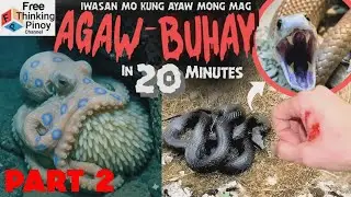 NEW🌟 Pogita at TAIPAN Pinaka makamandag na Hayop | Part 2 most venomous animals