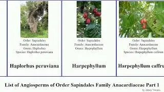 List of Angiosperms of Order Sapindales Family Anacardiaceae Part 1 sumac buchanania lannea tree