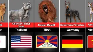 Surprising Facts About Dog Breeds From Different Countries