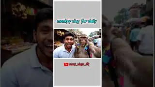 Monkey vlog for daily #monkey #monkeyvlogs #monkeyvideo #trendingshorts #viralvideo #newmonkeyvideo
