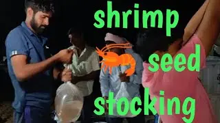 shrimp seed stocking at my pond 2022 culture @lambamanoj @shrimp@jhinga