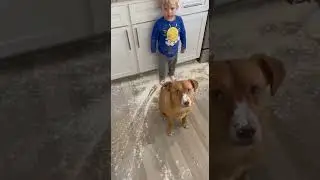 Max the Dog vs. Innocent Toddler&mdash;Who's Actually Guilty? 🤔 #FunnyPets #FamilyFail