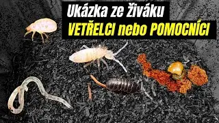 |WORMÁK| Vermikompostér plný vetřelců. Co s nimi?