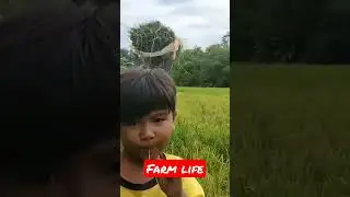 The Farm Boy Buddy