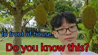Do you know this? there is jackfruit in front of my house /Korean live in Philippines