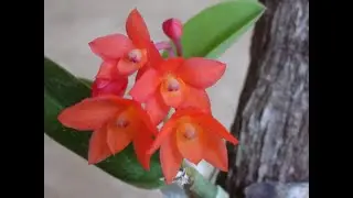 PLANTANDO SOPHRONITIS CERNUA EM TOQUINHO