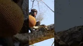 Monkey using beehive to defend from python epic survival battle #wildlife #nature #animals