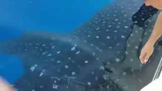 Whale Shark Swims Up To Boat In Bermuda, July 2022